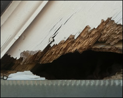 Squirrel damage in Crozet VA