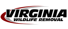 Crozet Wildlife Removal